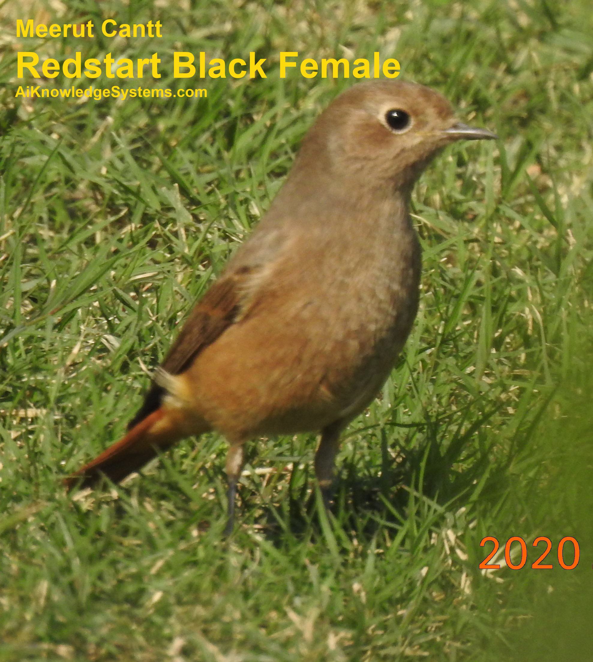 Redstart (37) Coming Soon